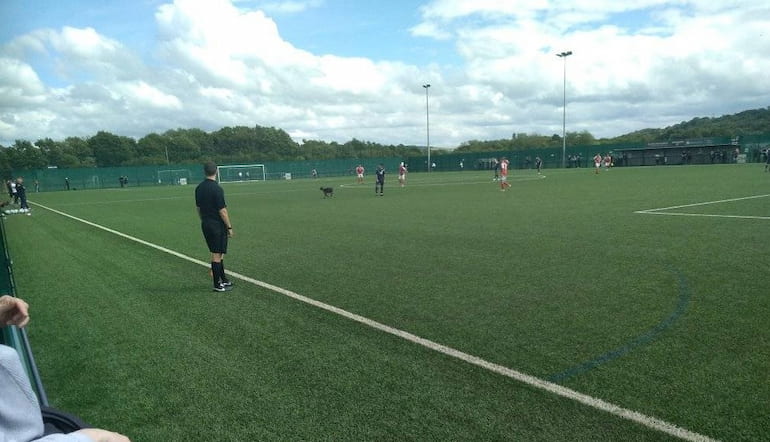 Ilkley Town dog pitch invasion