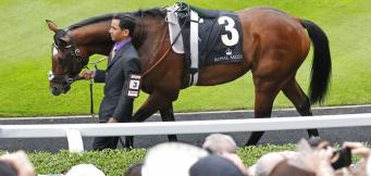 Frankel Queen Anne