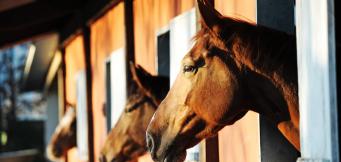Stable Tour