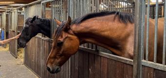 Horses in stable