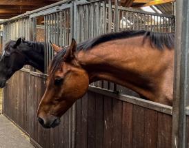 Horses in stable