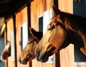 Racehorses Dan Skelton