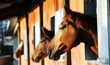 Stable Tour