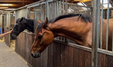 Horses in stable